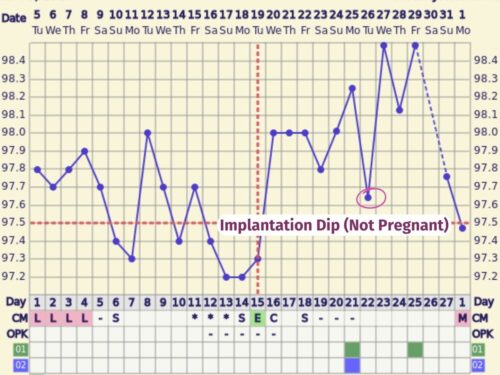 How Long After Ovulation Does Basal Body Temperature Rise? - Mommy ...
